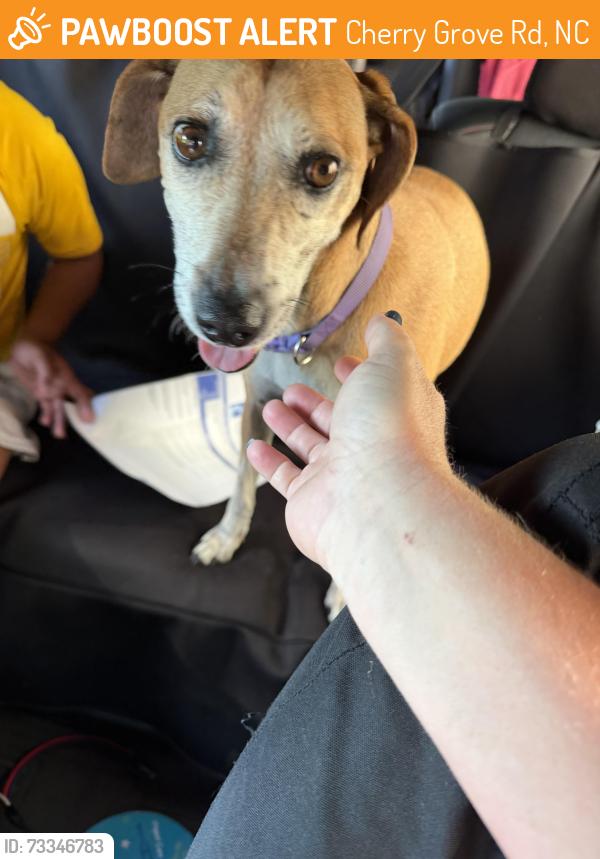 Found/Stray Female Dog last seen Near Elon, Cherry Grove Rd, NC 27320