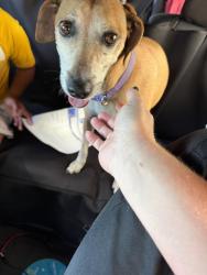 Found/Stray Female Dog last seen Near Elon, Cherry Grove Rd, NC 27320