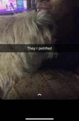 Reunited Female Dog last seen In front of hse, Peoria, AZ 85345