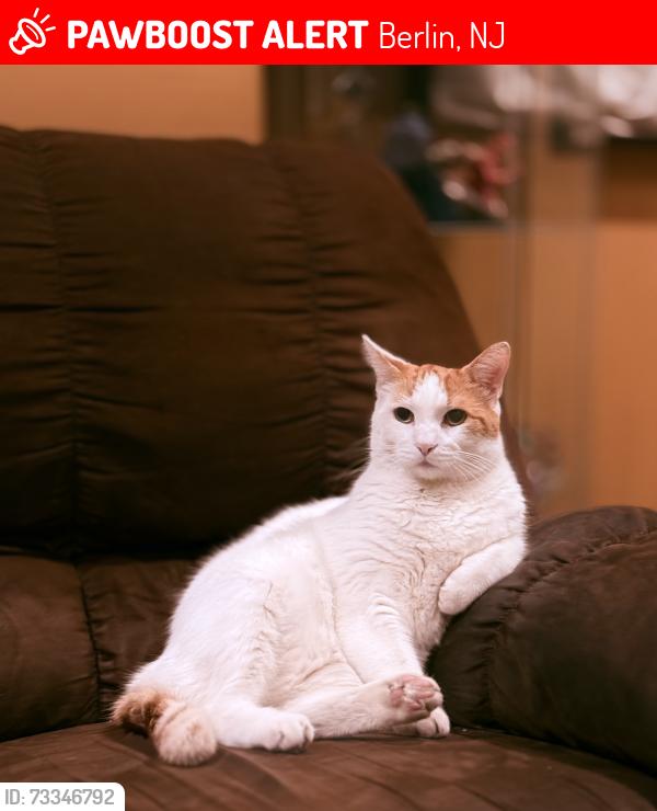 Lost Male Cat last seen Berlin cross keys road, Berlin, NJ 08009