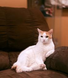 Lost Male Cat last seen Berlin cross keys road, Berlin, NJ 08009
