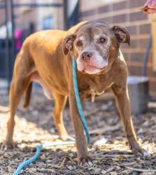 Shelter Stray Male Dog last seen Near Oakvale Road, 30034, GA, 3280 Chamblee Dunwoody Rd, Chamblee, GA 30341, USA
