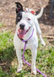 Shelter Stray Female Dog last seen Near Boring Rd, 30034, GA, 3280 Chamblee Dunwoody Rd, Chamblee, GA 30341, USA
