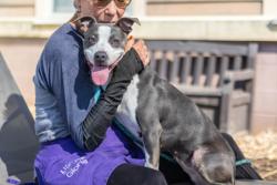 Shelter Stray Female Dog last seen Near Larkspur Ter 30032, 30032, GA, 3280 Chamblee Dunwoody Rd, Chamblee, GA 30341, USA