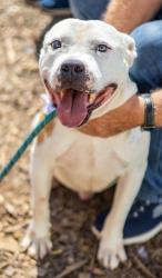 Shelter Stray Male Dog last seen Near Marbut Rd, Lithonia, GA 30058, 30058, GA, 3280 Chamblee Dunwoody Rd, Chamblee, GA 30341, USA