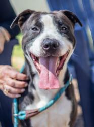 Shelter Stray Male Dog last seen Near Central Dr, Stone Mountain, GA 30083, 30083, GA, 3280 Chamblee Dunwoody Rd, Chamblee, GA 30341, USA