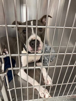 Shelter Stray Male Dog last seen hunters landing apartments, New Bern City Limits, NC, 1639 Old Airport Rd, New Bern, NC 28562, USA
