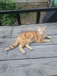 Lost Male Cat last seen Dragging Canoe and Dream Catcher Dr, Woodstock, GA 30189