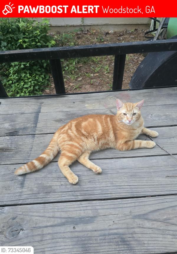 Lost Male Cat last seen Dragging Canoe and Dream Catcher Dr, Woodstock, GA 30189