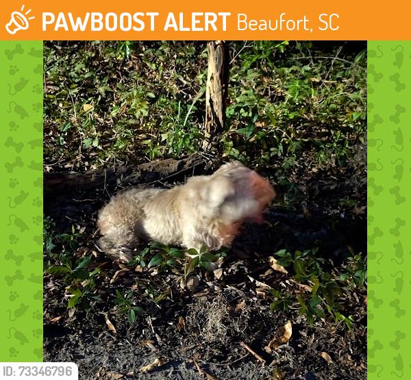Found/Stray Unknown Dog last seen 140-150 Johnny Morrall Circle, Beaufort, SC 29902