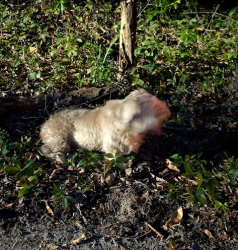 Found/Stray Unknown Dog last seen 140-150 Johnny Morrall Circle, Beaufort, SC 29902
