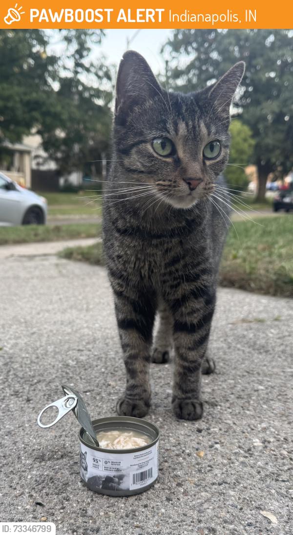 Found/Stray Female Cat last seen N Irvington Ave & E Washington, Indianapolis, IN 46219