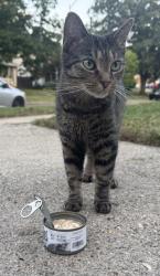 Found/Stray Female Cat last seen N Irvington Ave & E Washington, Indianapolis, IN 46219