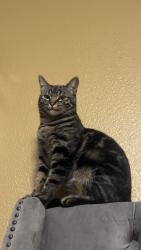 Lost Female Cat last seen W. shamrock st, Rialto, CA 92376