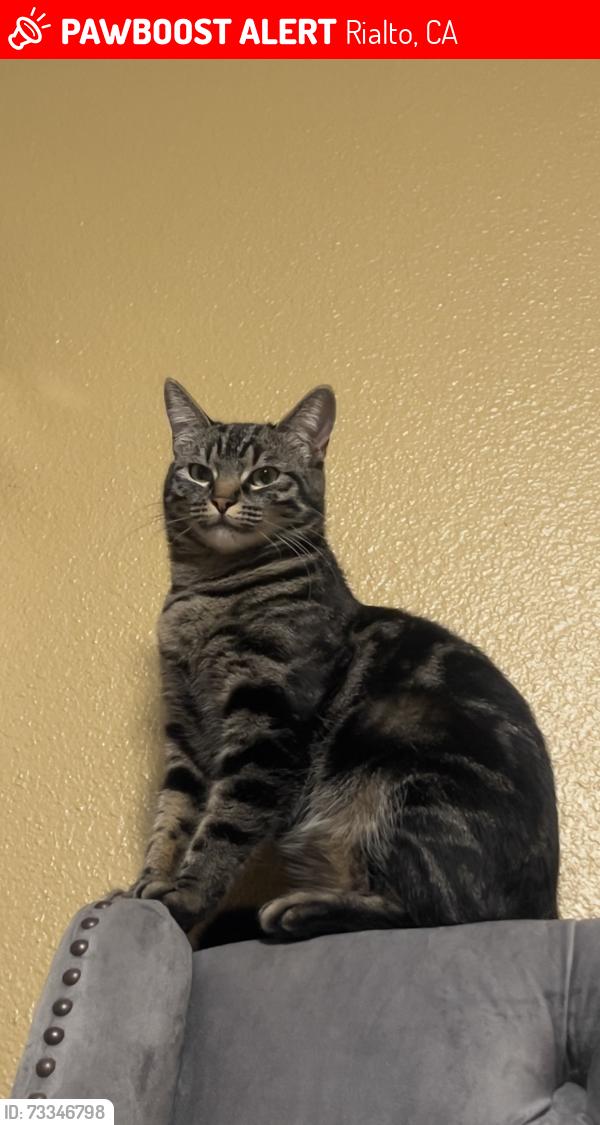 Lost Female Cat last seen W. shamrock st, Rialto, CA 92376