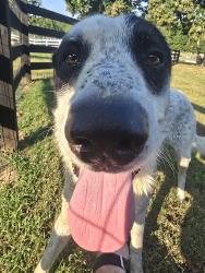 Reunited Male Dog last seen Preakness Dr and Collierville-Arlington, Eads, TN 38028