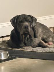 Found/Stray Male Dog last seen Sandy Cross Road, Reidsville, NC 27320