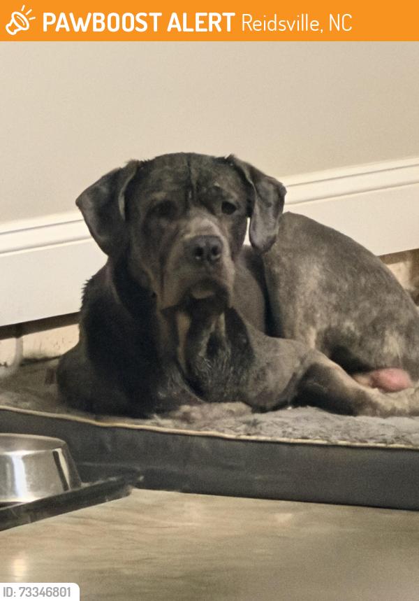 Found/Stray Male Dog last seen Sandy Cross Road, Reidsville, NC 27320