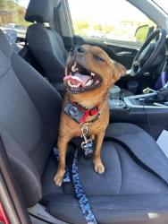 Reunited Male Dog last seen Near Monterey Ave, Palm Desert, CA 92211, USA, Palm Desert, CA 92211