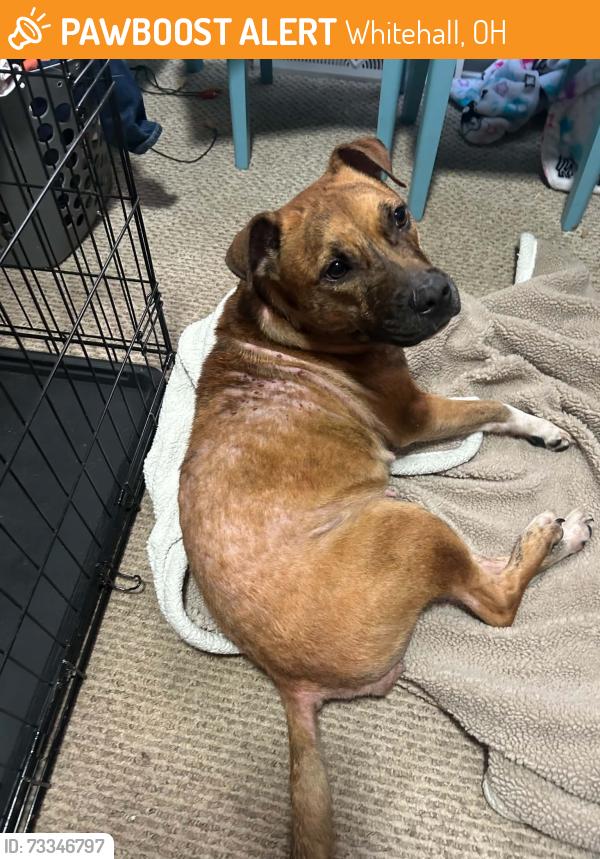 Found/Stray Female Dog last seen Between Hamilton and Yearling Road, Whitehall, OH 43213