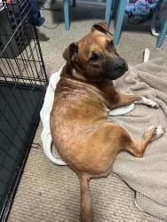 Found/Stray Female Dog last seen Between Hamilton and Yearling Road, Whitehall, OH 43213