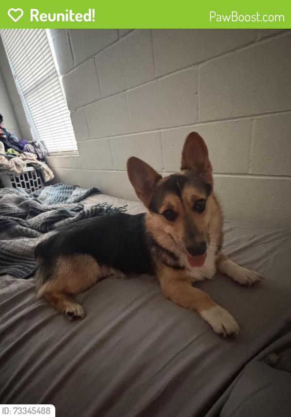 Reunited Male Dog last seen Carver church, Columbus, GA 31906