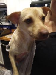 Reunited Female Dog last seen Near McCormick Park on Glenn/Ft Lowell, Tucson, AZ 85712