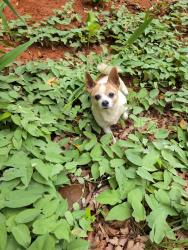 Lost Male Dog last seen Near Orion's Way Otto NC, Otto, NC 28763