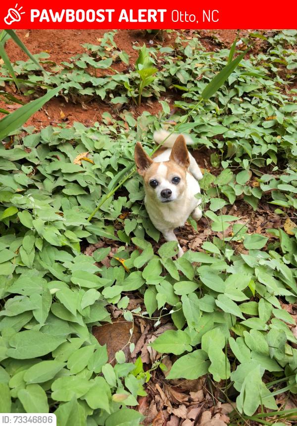 Lost Male Dog last seen Near Orion's Way Otto NC, Otto, NC 28763
