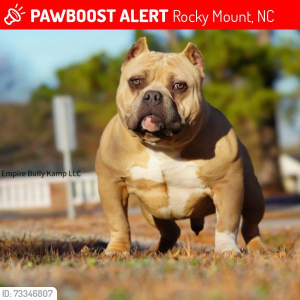Lost Male Dog last seen Kinchen dr rocky mount nc, Rocky Mount, NC 27803