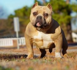Lost Male Dog last seen Kinchen dr rocky mount nc, Rocky Mount, NC 27803