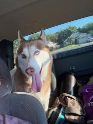 Reunited Male Dog last seen 131st st/sheridan. Bixby, Bixby, OK 74008