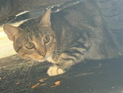 Found/Stray Unknown Cat last seen Tuttles Grove apmts, Dublin, OH 43016