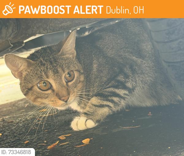 Found/Stray Unknown Cat last seen Tuttles Grove apmts, Dublin, OH 43016