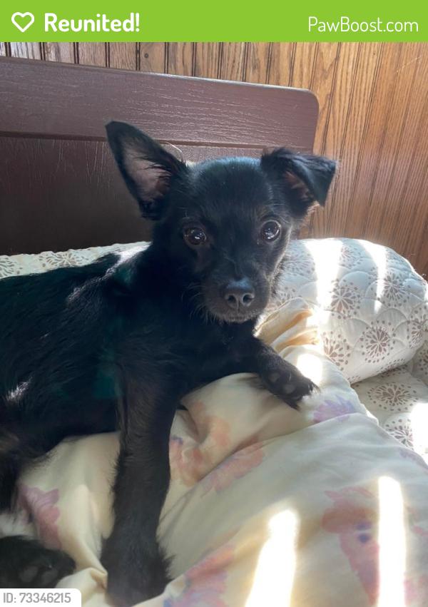 Reunited Female Dog last seen Old commack road, Kings Park, NY 11754