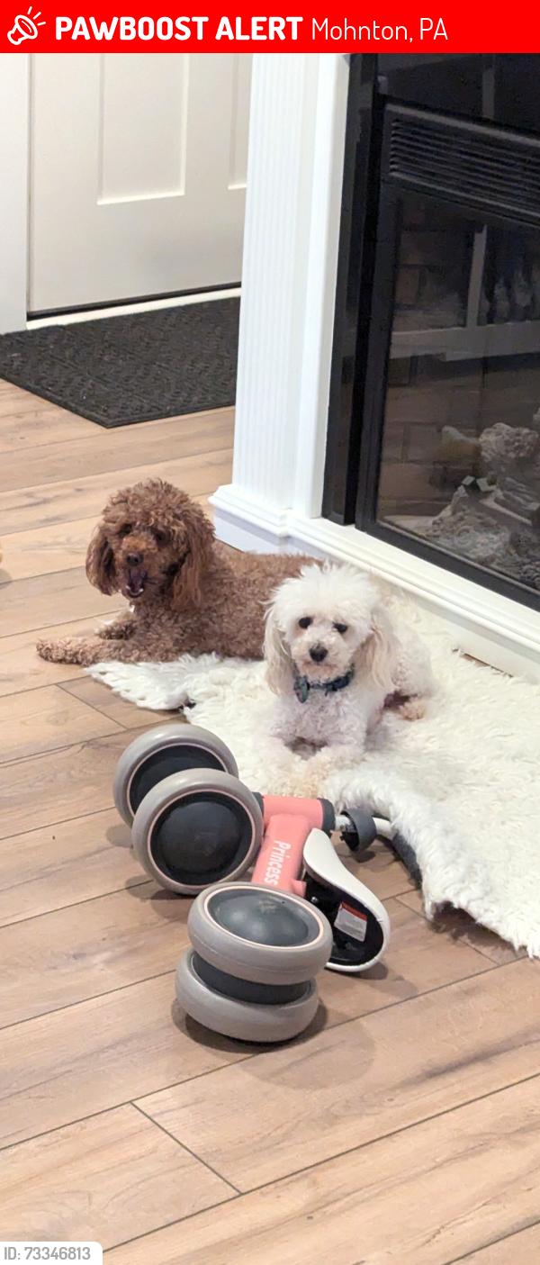 Lost Female Dog last seen Alleghenyville road and Bowmansville Road, Mohnton, PA 19540