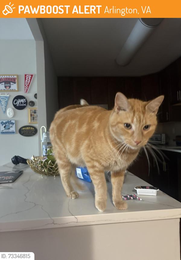 Found/Stray Male Cat last seen Crystal plaza apmts, Arlington, VA 22202