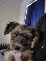 Lost Female Dog last seen Holland ave, The Bronx, NY 10469