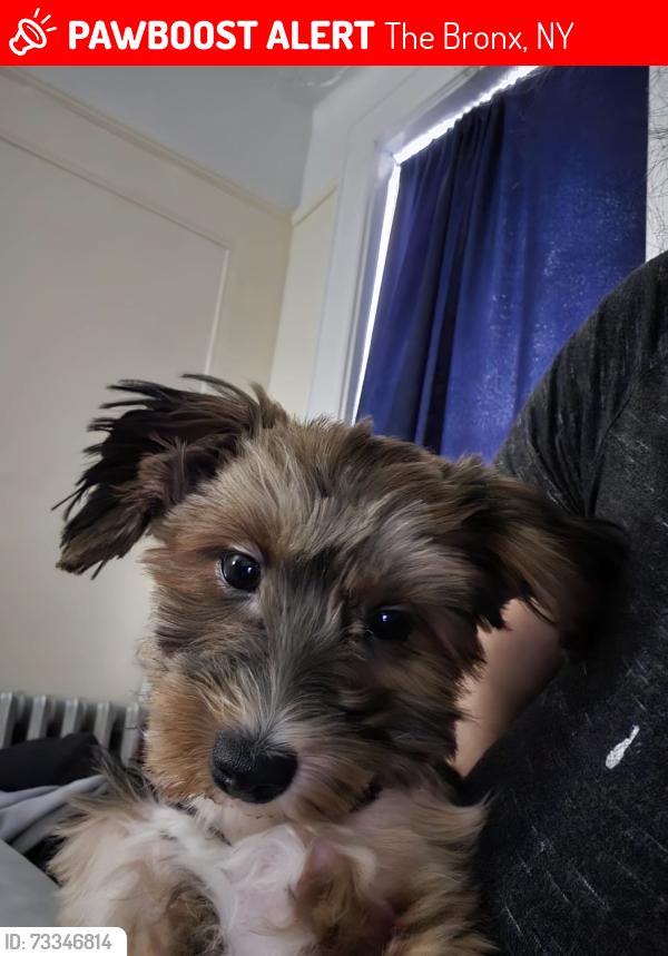 Lost Female Dog last seen Holland ave, The Bronx, NY 10469