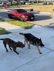 Found/Stray Male Dog last seen Preserve at thousand oaks in killeen, Killeen, TX 76542