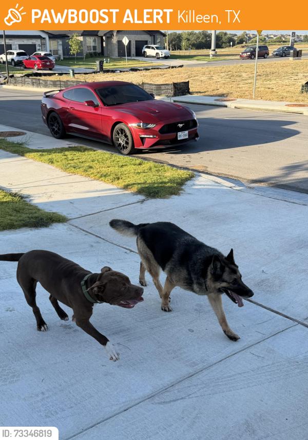 Found/Stray Male Dog last seen Preserve at thousand oaks in killeen, Killeen, TX 76542