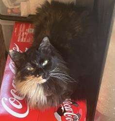 Reunited Female Cat last seen Last seen on corner of 32nd and Holland, Erie, PA 16504
