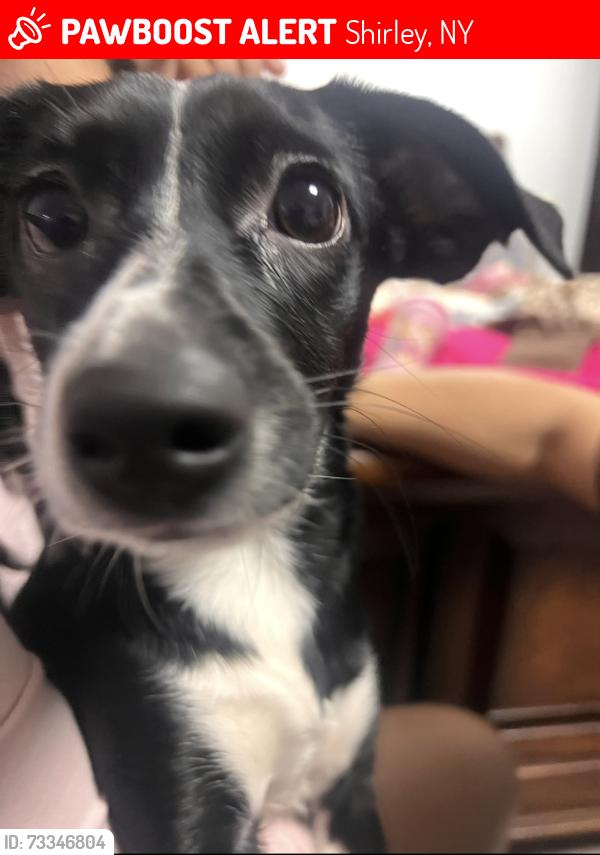 Lost Female Dog last seen Glen Dr, Shirley, NY 11967