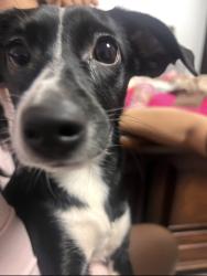 Lost Female Dog last seen Glen Dr, Shirley, NY 11967