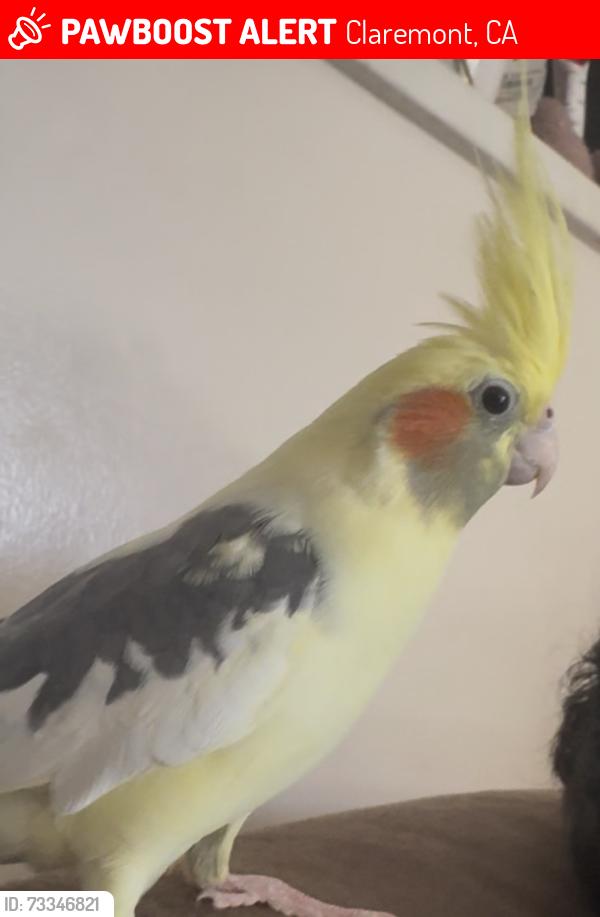 Lost Female Bird last seen Fordham Pl, Claremont, CA 91711