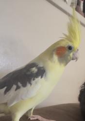 Lost Female Bird last seen Fordham Pl, Claremont, CA 91711