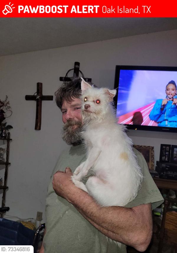 Lost Male Dog last seen Stephenson ave, Oak Island, TX 77514