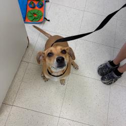 Shelter Stray Male Dog last seen , 167 Conklin Ave, Binghamton, NY 13903, USA