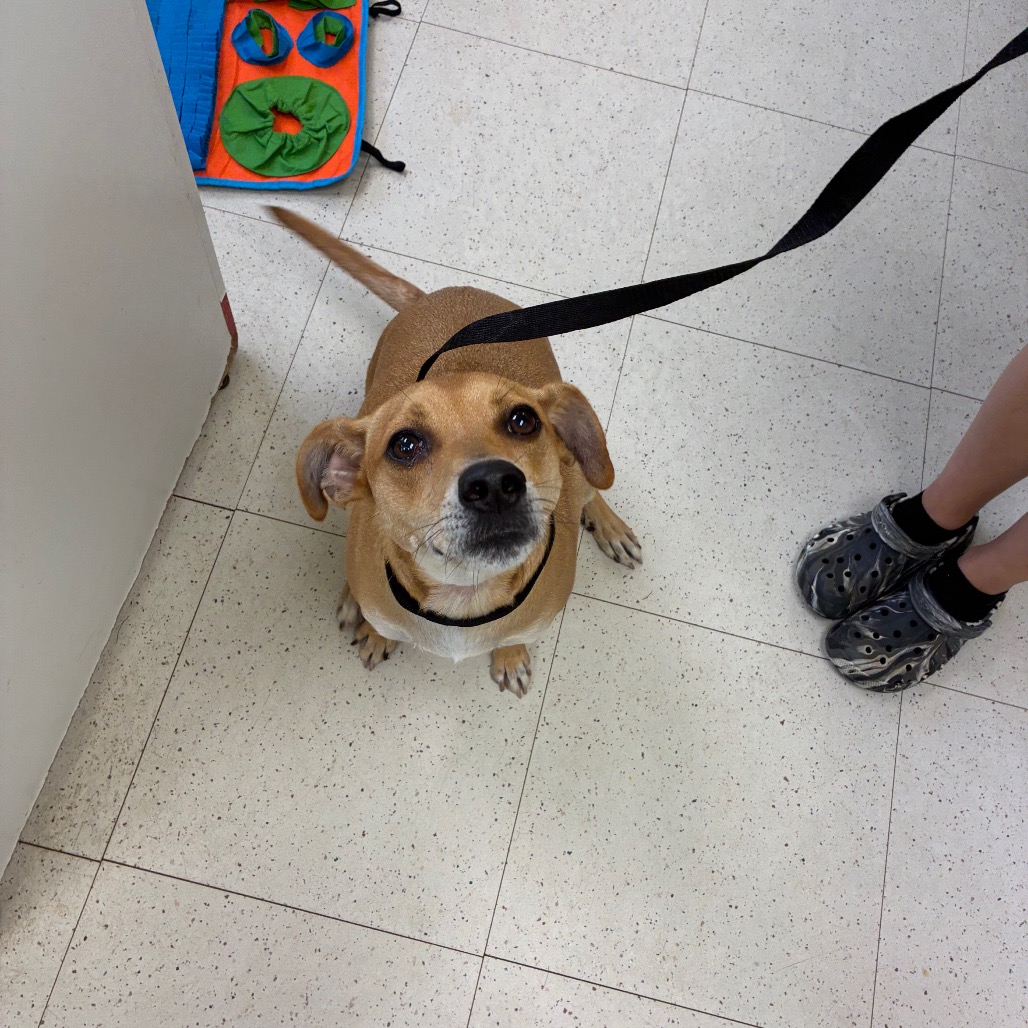Shelter Stray Male Dog last seen , 167 Conklin Ave, Binghamton, NY 13903, USA