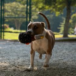 Shelter Stray Female Dog last seen , 328 Furman Hall Rd, Greenville, SC 29609, USA